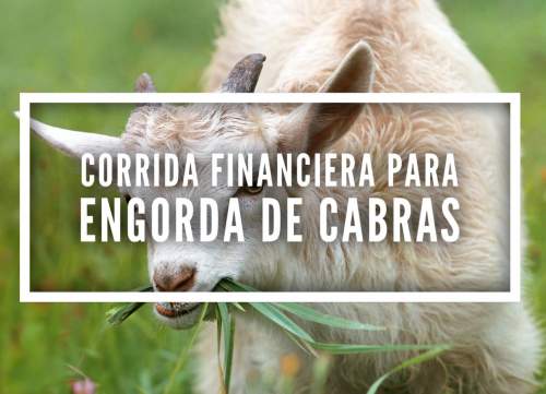 Corrida Financiera para Engorda de Cabras