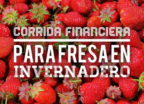 Corrida Financiera para Fresa en Invernadero