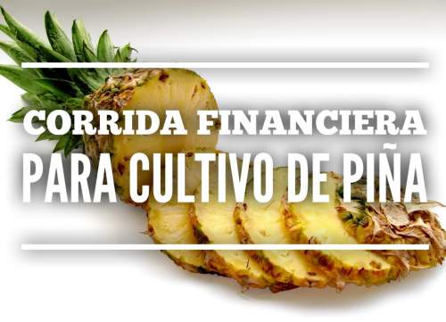 Corrida Financiera para Cultivo y Produccion de Piña