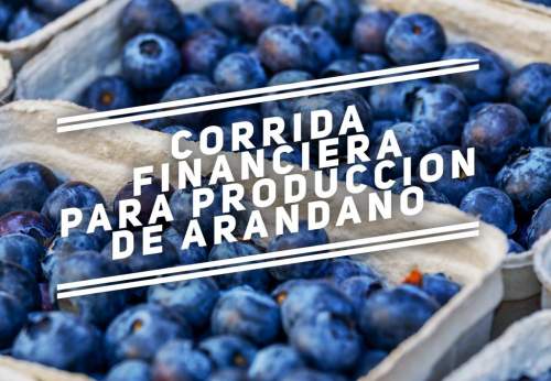 Corrida Financiera para Proyecto Arandano
