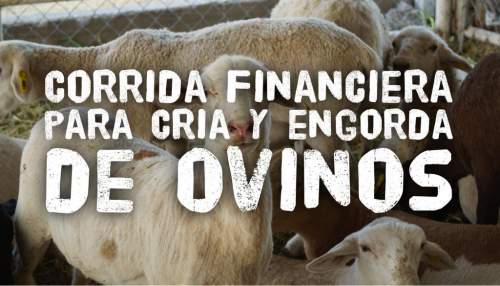 Corrida Financiera Para Proyecto De Cría Y Engorda De Ovinos
