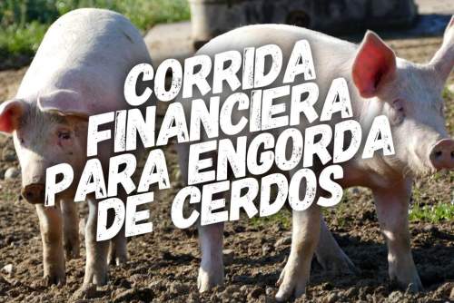 Corrida Financiera para Engorda De Cerdos