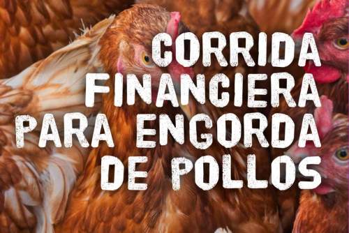 Corrida Financiera Para Proyecto Engorda De Pollos