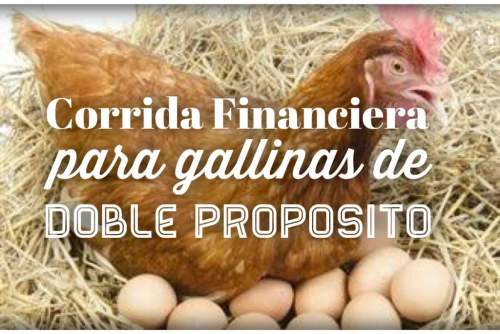 Corrida Financiera Para Proyecto Gallinas Doble Propósito