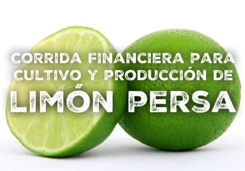 Corrida Financiera para Cultivo Y Producción De Limón Persa