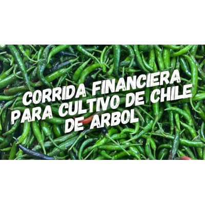 Corrida Financiera para Cultivo de Chile de Arbol