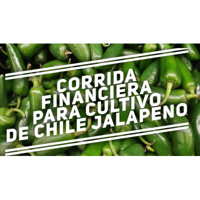 Corrida Financiera para Cultivo de Chile Jalapeño