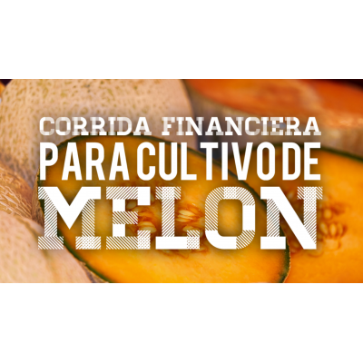 Corrida Financiera para Cultivo de Melón