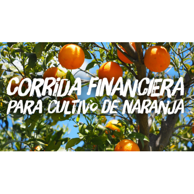 Corrida Financiera para Cultivo de Naranja