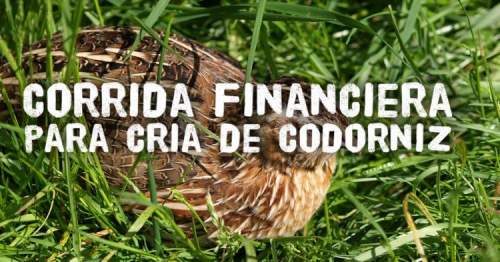 Corrida Financiera para Cria de Codorniz