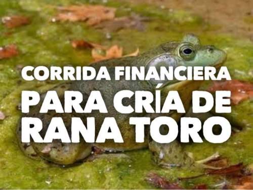 Corrida Financiera para Cria de Rana Toro