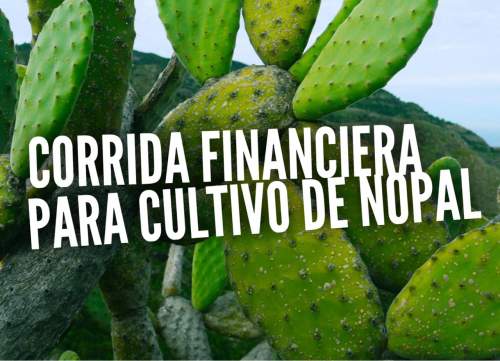 Corrida Financiera para Cultivo y Produccion de Nopal Verdura