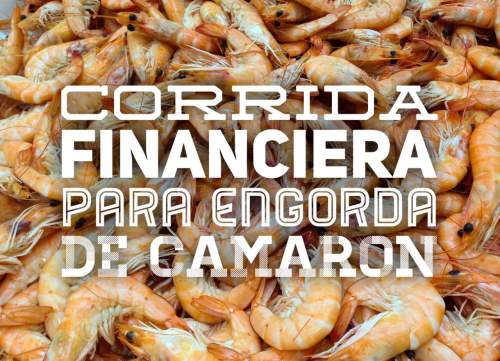 Corrida Financiera para Engorda de Camarón