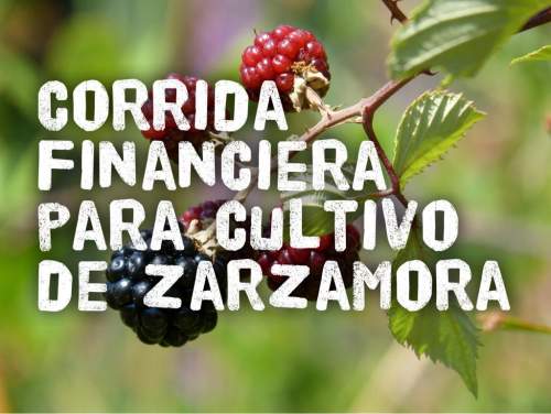 Corrida Financiera para Cultivo de Zarzamora