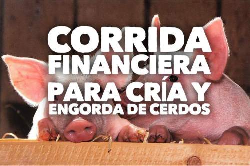 Corrida Financiera para Cría y Engorda De Cerdos