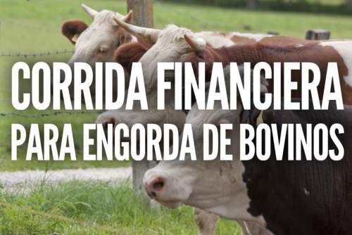 Corrida Financiera Para Proyecto Engorda De Bovinos