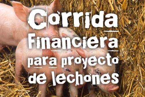Corrida Financiera para Lechones