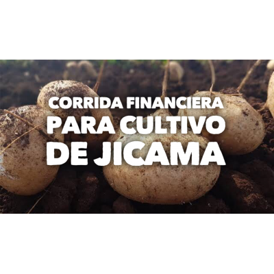 Corrida Financiera para Cultivo de Jicama