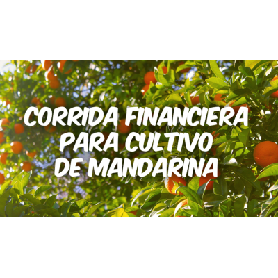Corrida Financiera para Cultivo de Mandarina