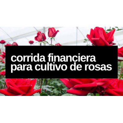 Corrida Financiera para Cultivo de Rosa en Invernadero