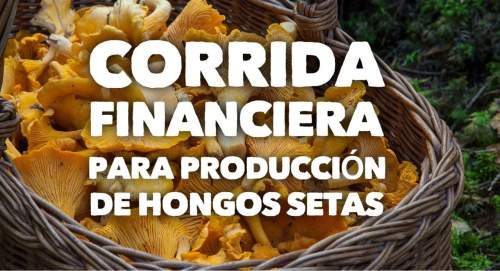 Corrida Financiera para Producción de Hongos Setas