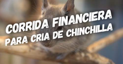 Corrida Financiera para Cria de Chinchilla