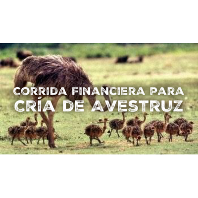 Corrida Financiera para Cría de Avestruz