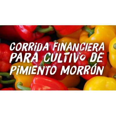 Corrida Financiera para Cultivo de Pimiento Morron